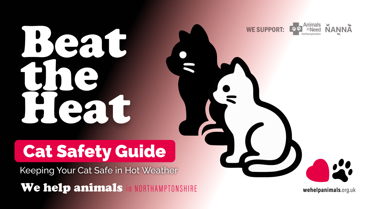 Beat the Heat - Cat Safety Guide