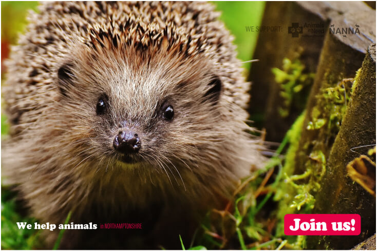 Hedgehog Awareness Week 4-10th May