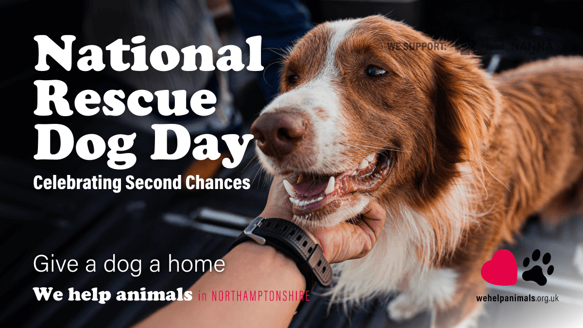 National Rescue Dog Day