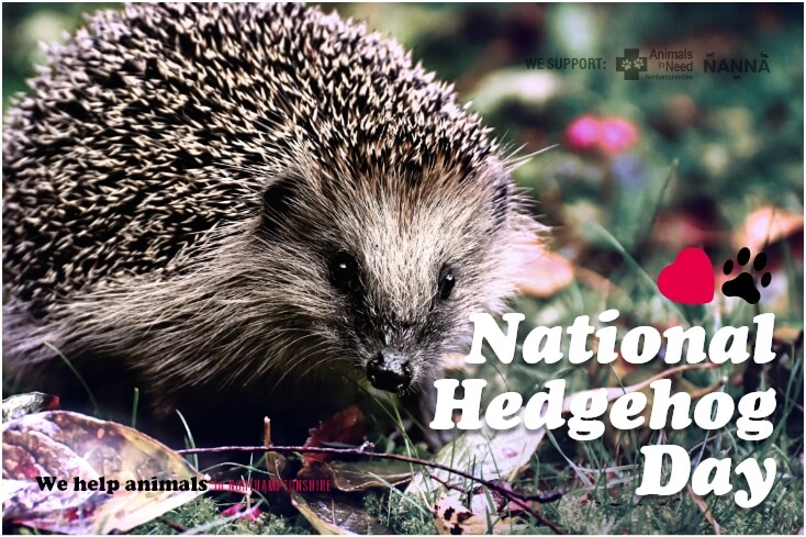 National Hedgehog Day | We help animals in NORTHAMPTONSHIRE