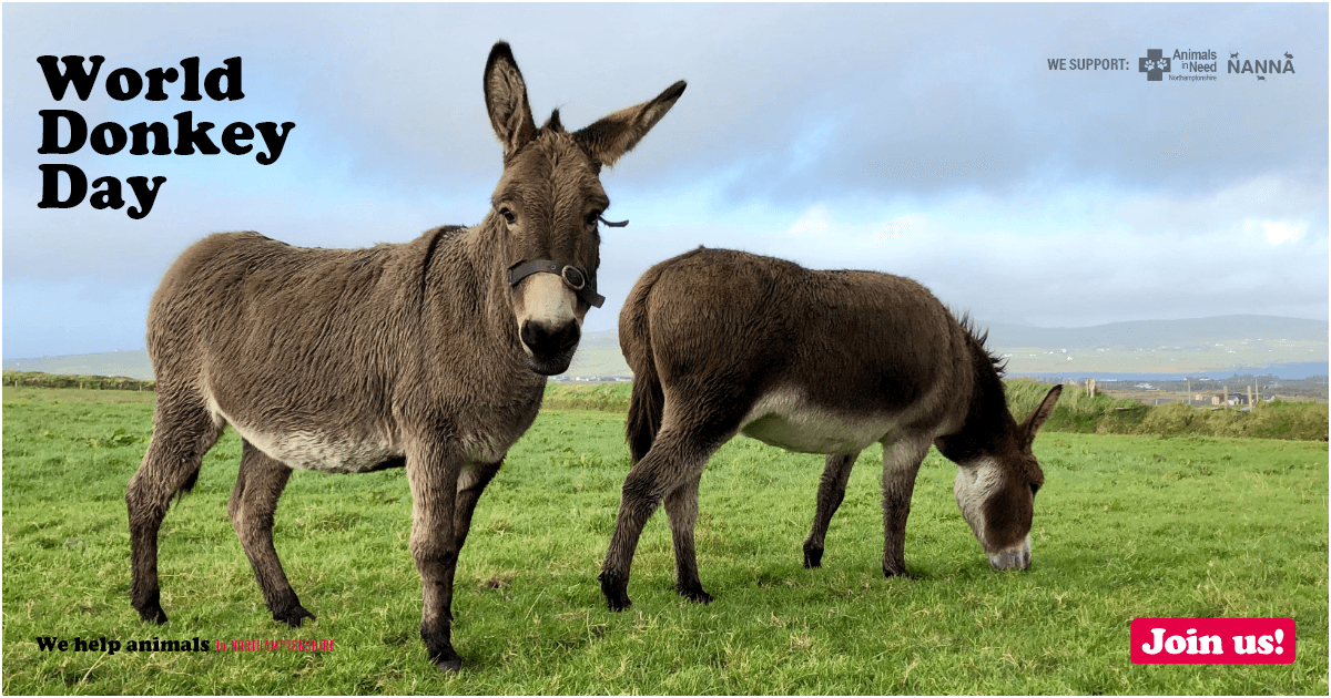 World Donkey Day Join Us Today!