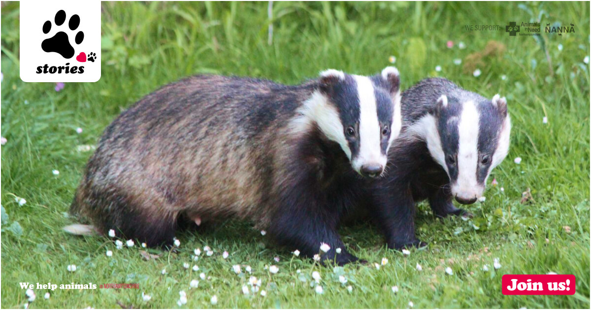 Slow Down for our Striped Friends: Why Badger Safety is Vital This ...