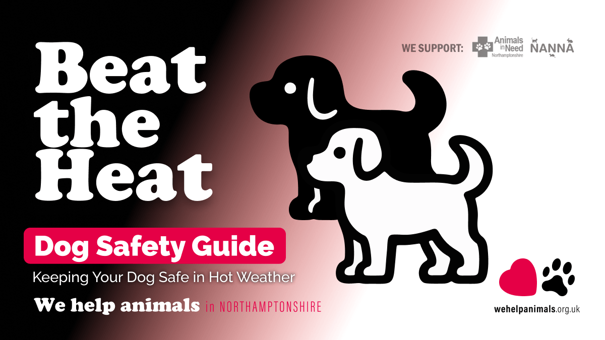 Beat the Heat - Dog Safety Guide