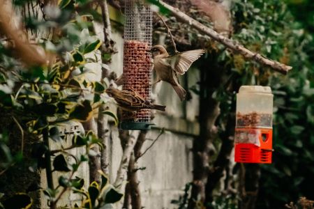 Feeding our beloved British birds!