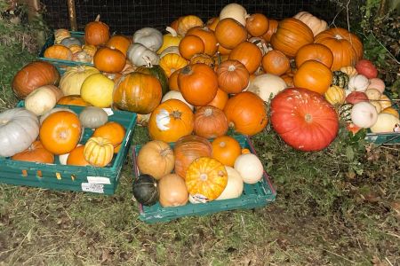 Pumpkin Collection 2024