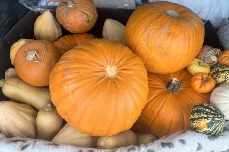Pumpkin Collection 2024