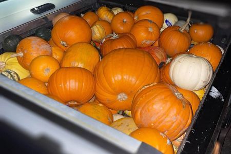 Pumpkin Collection 2024