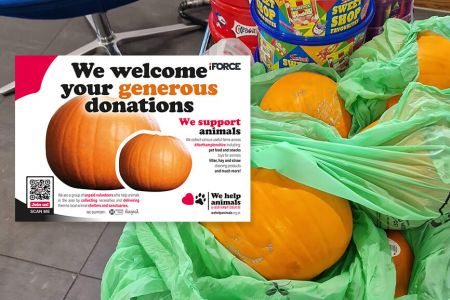 iFORCE pumpkin colllection | We Help Animals