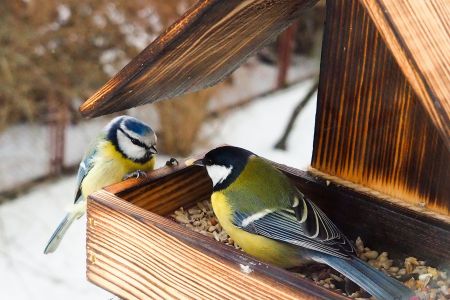 Feeding our beloved British birds!
