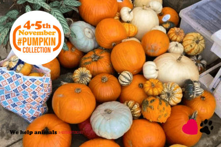 Pumpkin Collection 2022