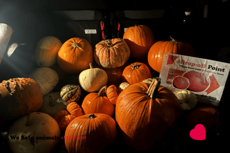 Pumpkin Collection 2023