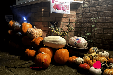 Pumpkin Collection 2023