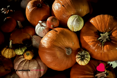 Pumpkin Collection 2023