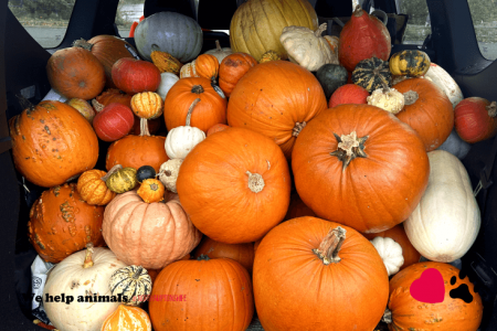 Pumpkin Collection 2023