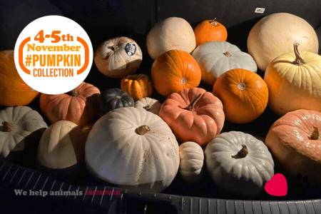 Pumpkin Collection 2022