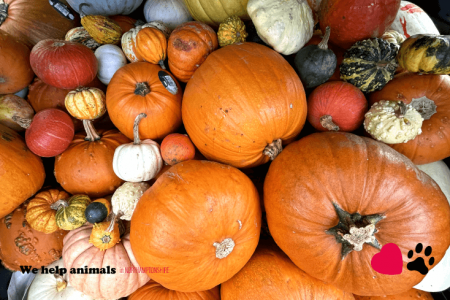 Pumpkin Collection 2023