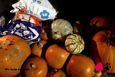 Pumpkin Collection 2023