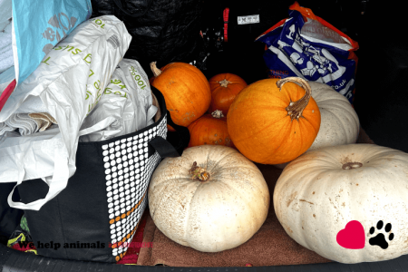Pumpkin Collection 2023