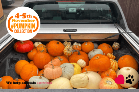 Pumpkin Collection 2022