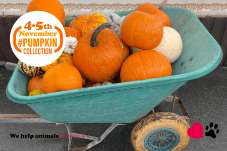 Did you know... you can drop your pumpkins off directly to the shelters!
