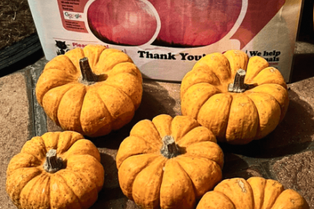 Pumpkin Collection 2023