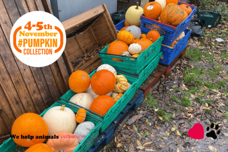 Did you know... you can drop your pumpkins off directly to the shelters!