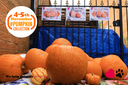 Did you know... you can drop your pumpkins off directly to the shelters!