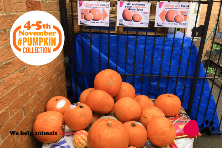 Pumpkin Collection 2022