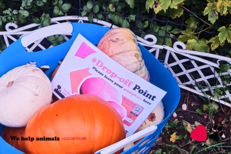 Pumpkin Collection 2023