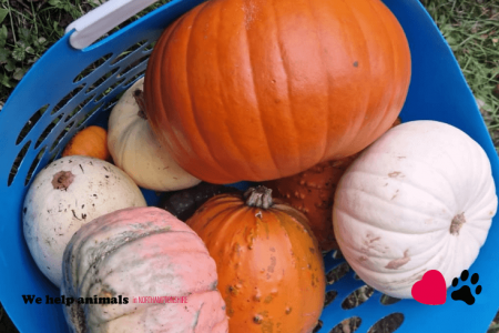 Pumpkin Collection 2023