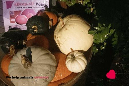 Pumpkin Collection 2023