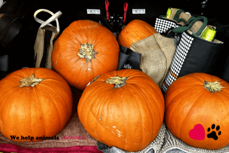 Pumpkin Collection 2023
