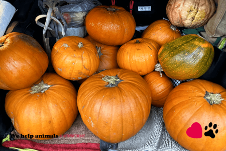 Pumpkin Collection 2023