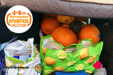 Pumpkin Collection 2022