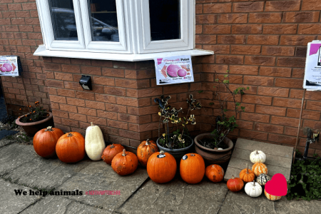 Pumpkin Collection 2023
