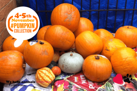 Pumpkin Collection 2022