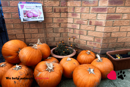 Pumpkin Collection 2023