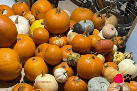 Pumpkin Collection 2023