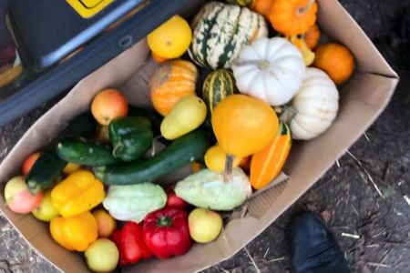 Pumpkin Collection 2021