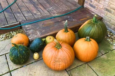 Pumpkin Collection 2021