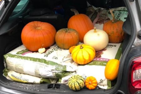 Pumpkin Collection 2021