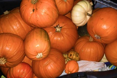 Pumpkin Collection 2021