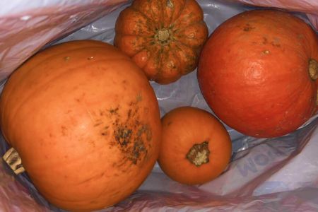 Pumpkin Collection 2021