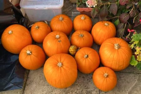 Pumpkin Collection 2021