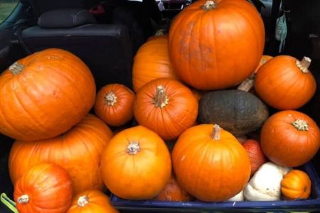 Pumpkin Collection 2021