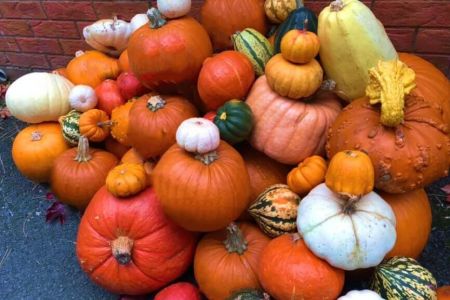 Pumpkin Collection 2021