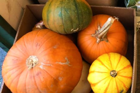 Pumpkin Collection 2021