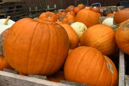 Pumpkin Collection 2021