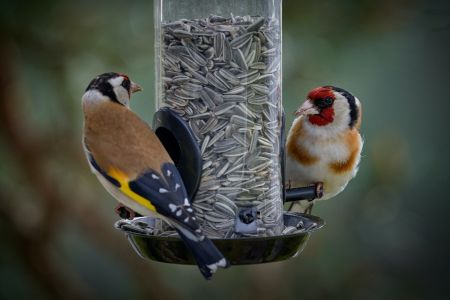 Feeding our beloved British birds!