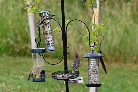 Feeding our beloved British birds!